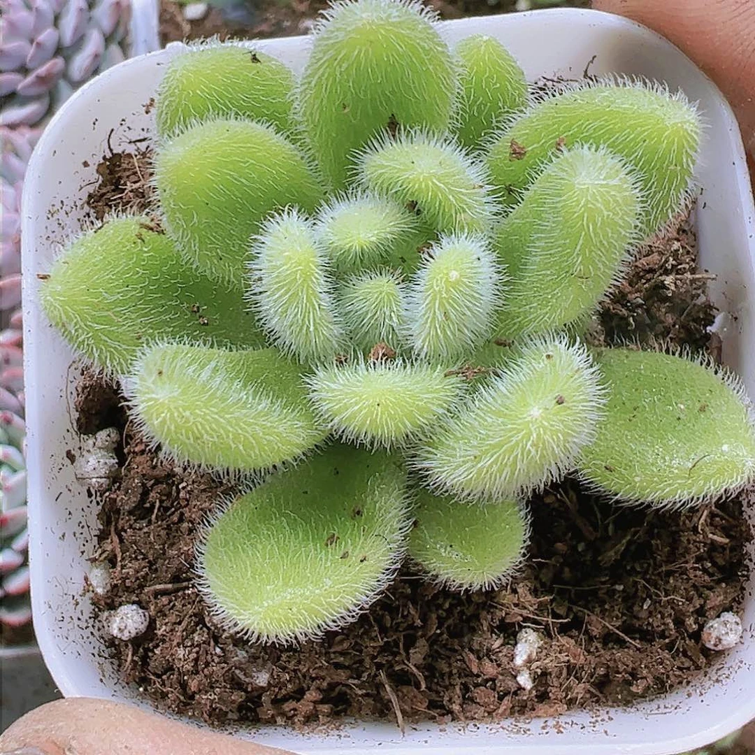 信东尼多肉植物19包邮