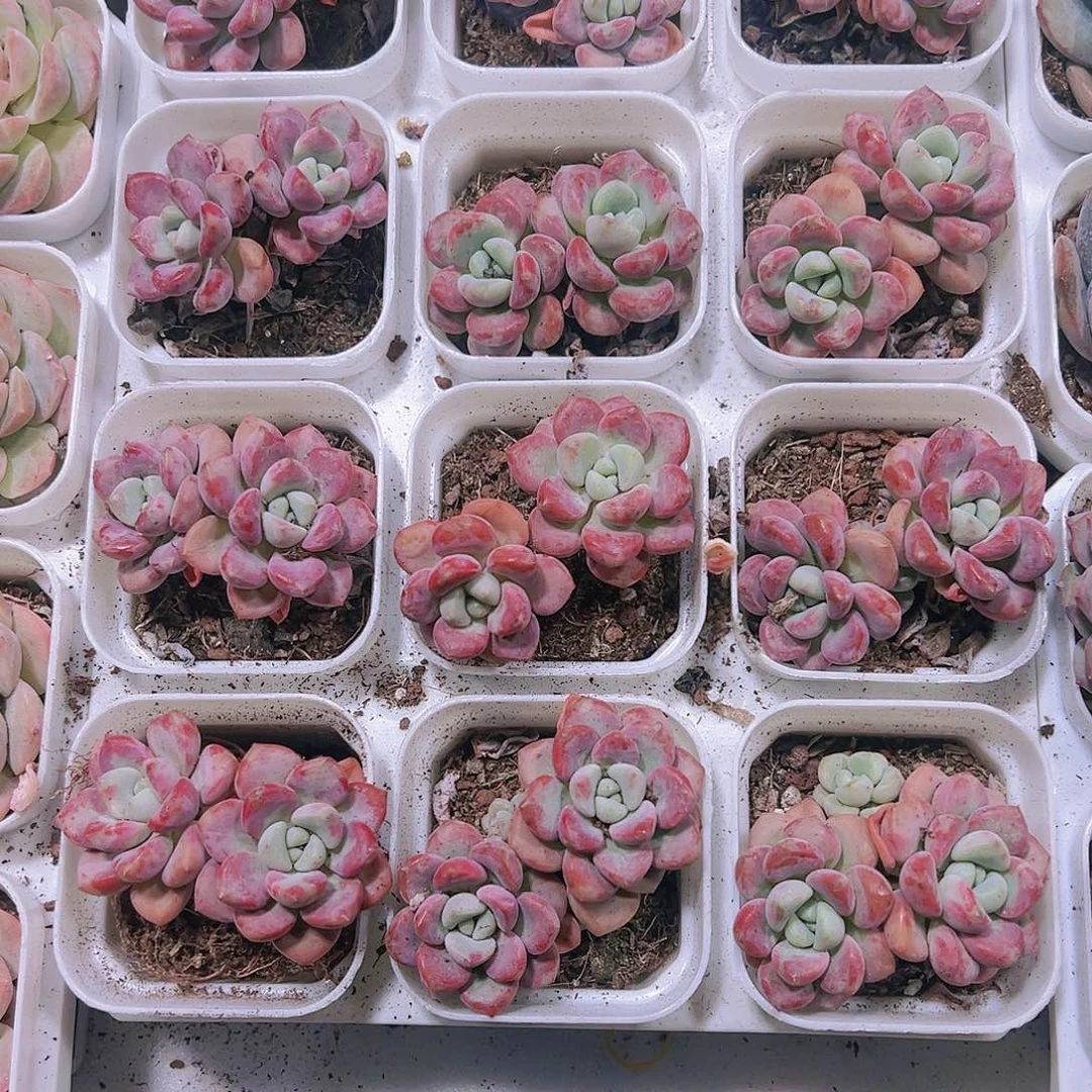 双头花瓣露带盆带土