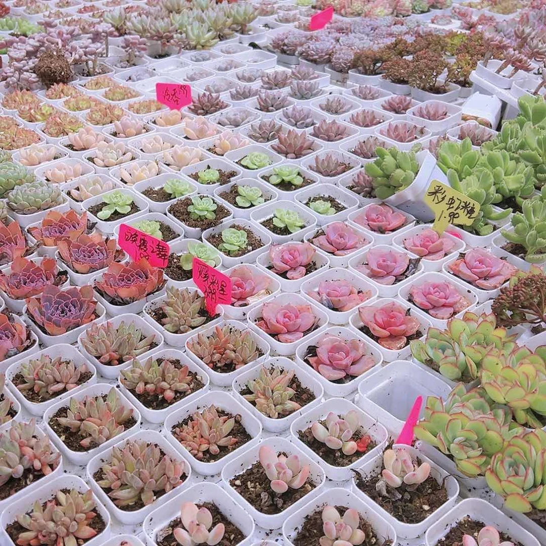 拍此链接带盆发货19包邮