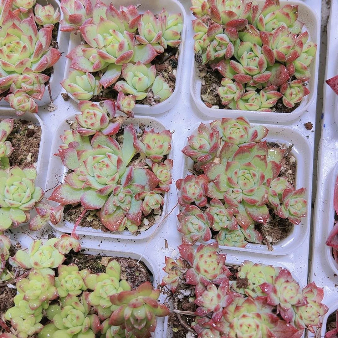 红蔓莲多肉植物19包邮