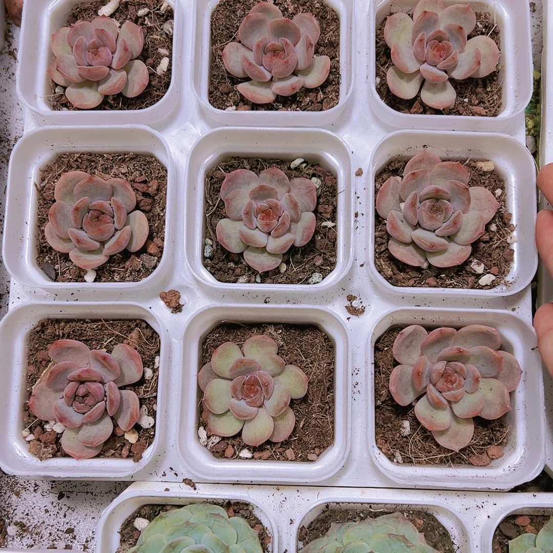 红恋带盆带土多肉