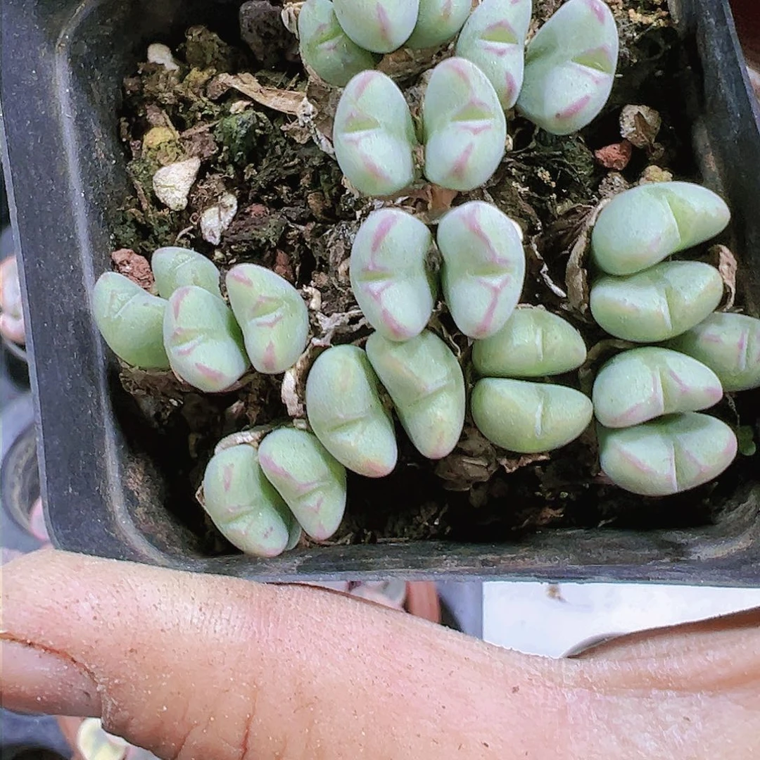 口笛20头左右19包邮