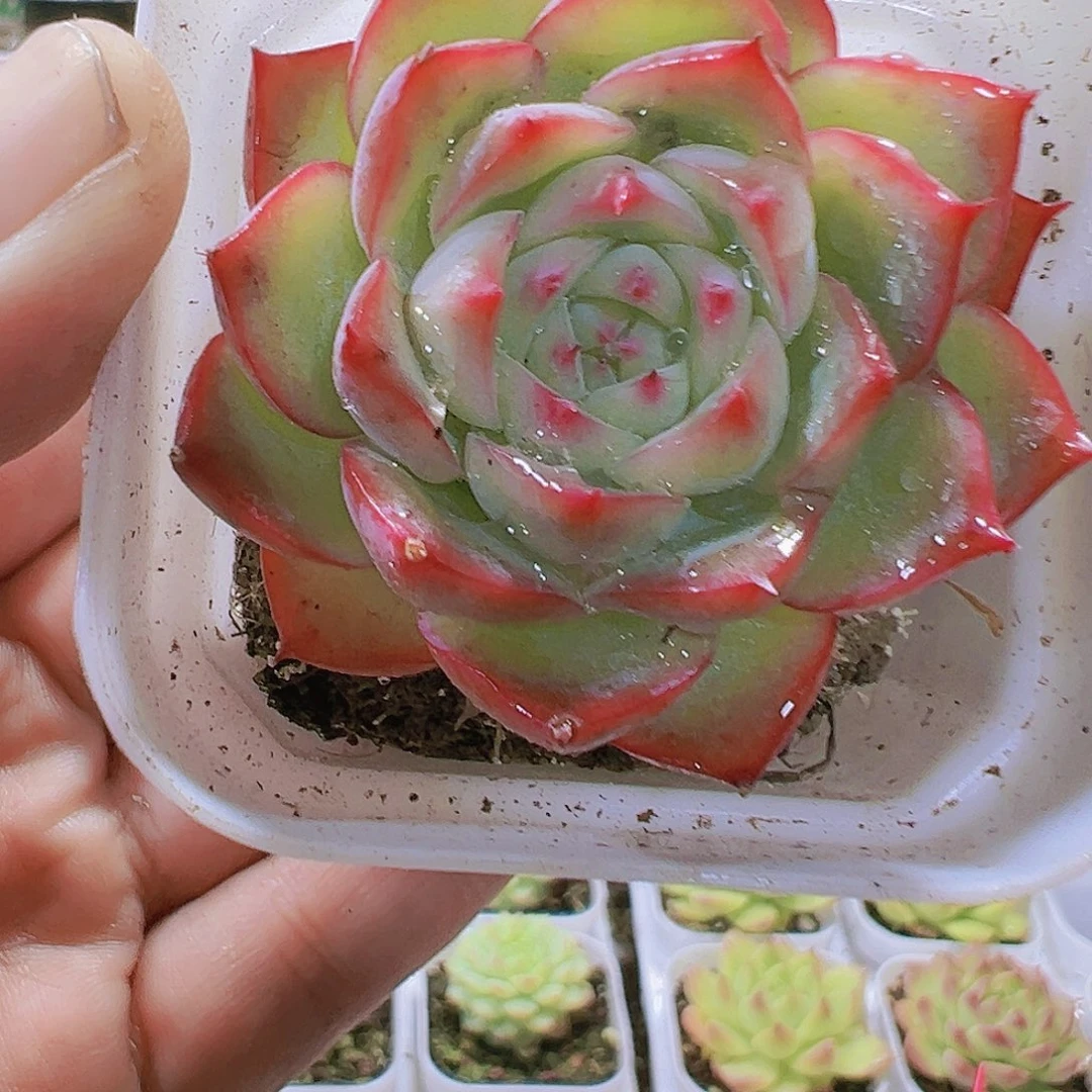 超美粉水晶发样品多肉