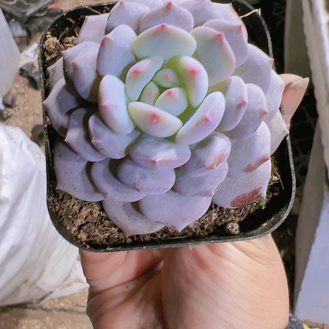 单头玉芙蓉带盆带土19包邮