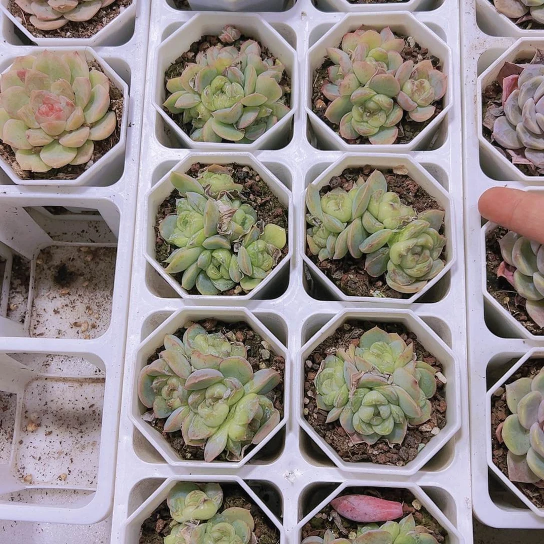 胖虎珍妮群生19包邮