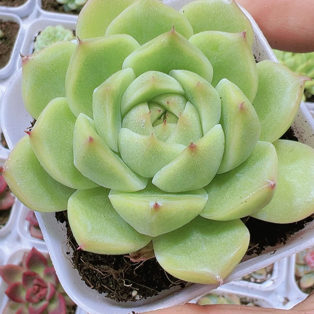 单头女王多肉19包邮