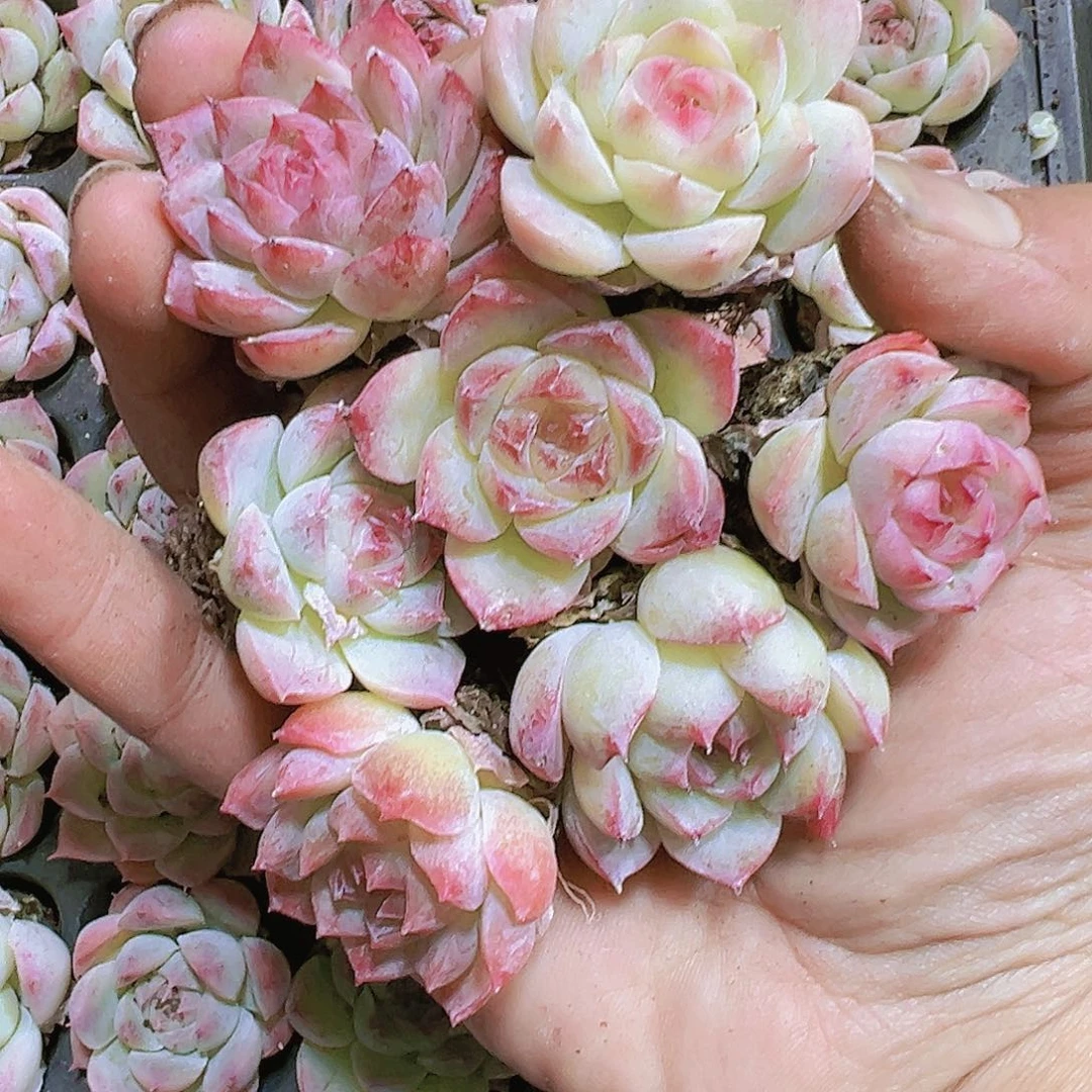 白桃汽水5个苗多肉