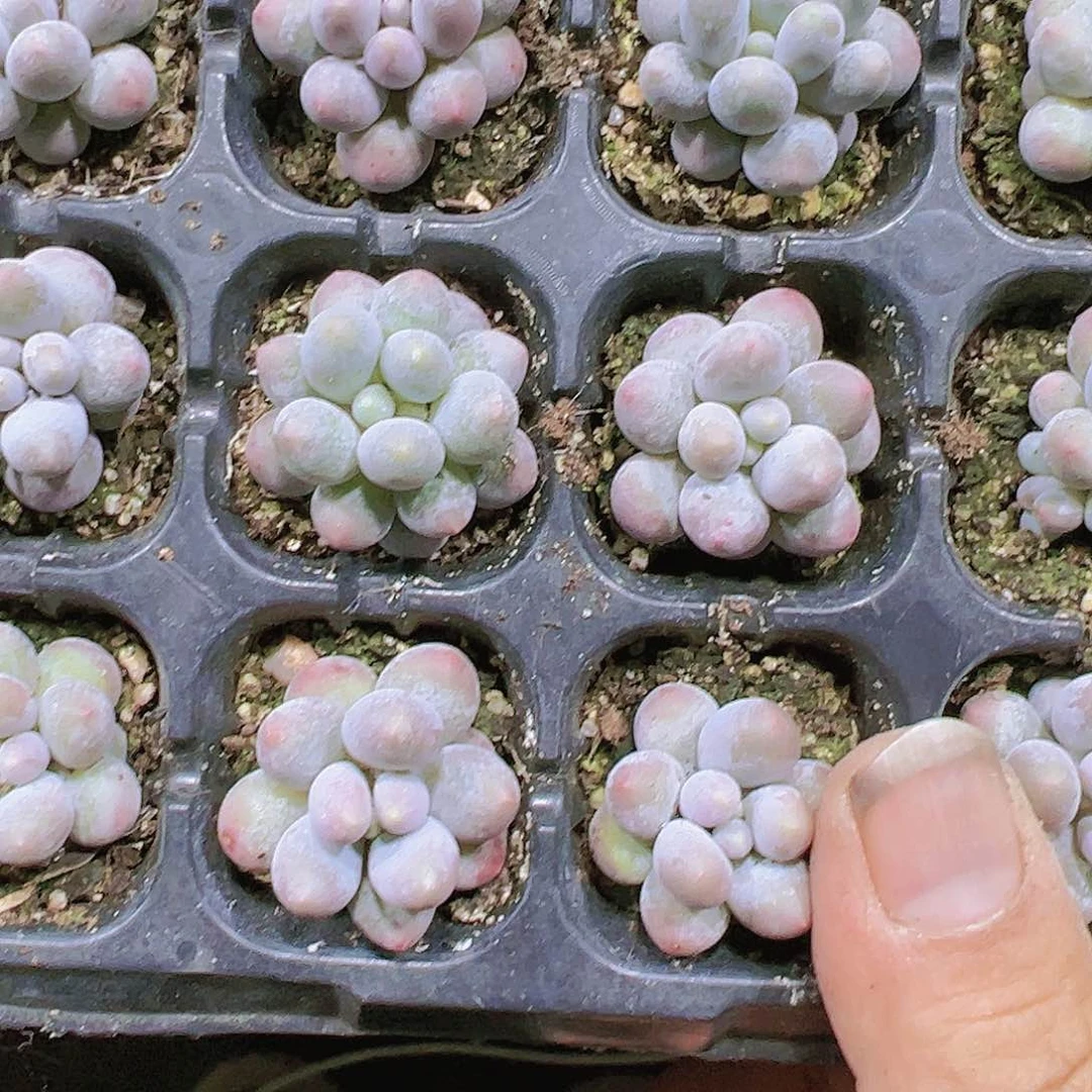 汤圆5个多肉植物19包邮