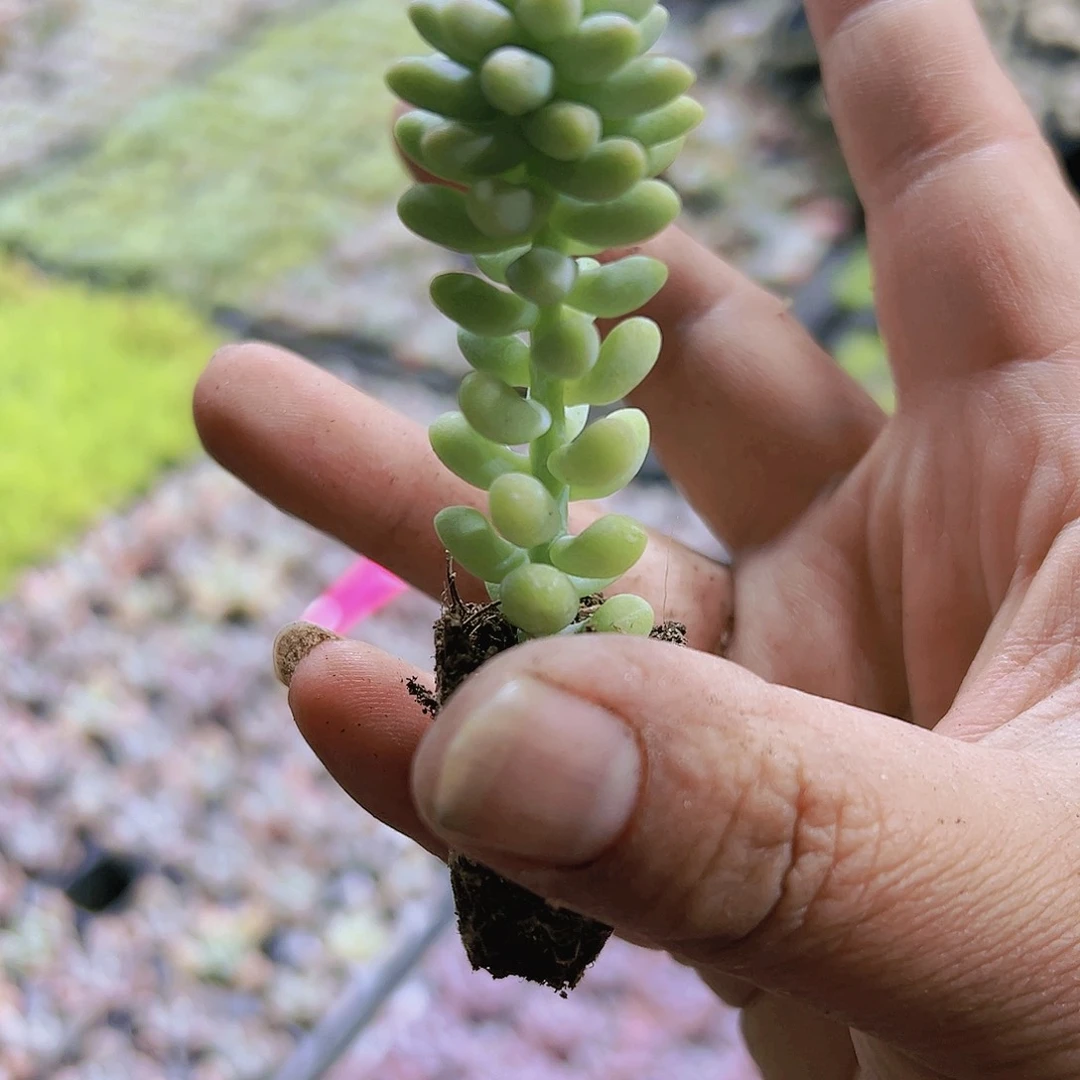 玉坠7个多肉植物19包邮