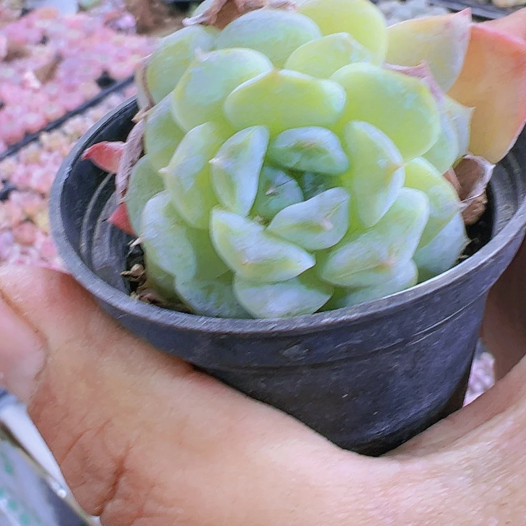 5厘米盆雪彦3盆多肉19包邮