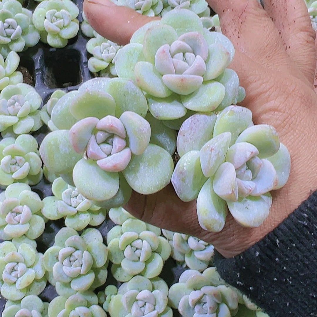 462单头白底冰玉10个