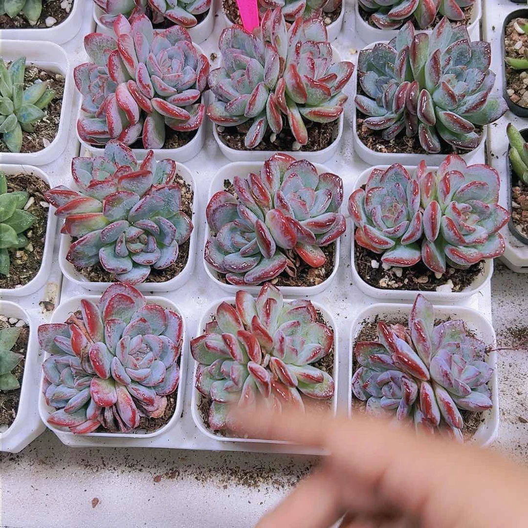 双头雪夜多肉植物