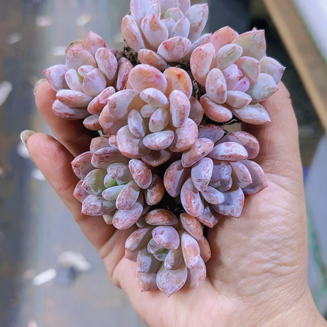 雪桃7个苗子多肉