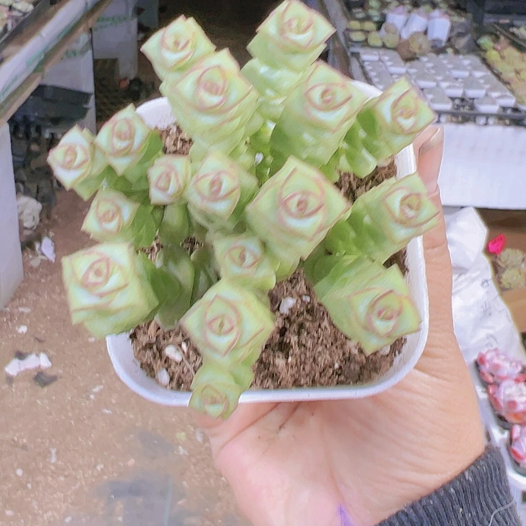 超多头钱串多肉植物