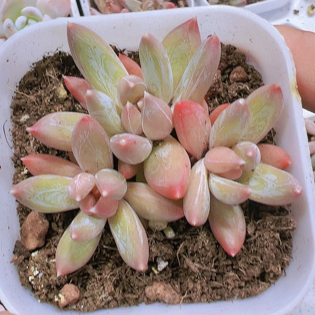 炫彩星群生19包邮