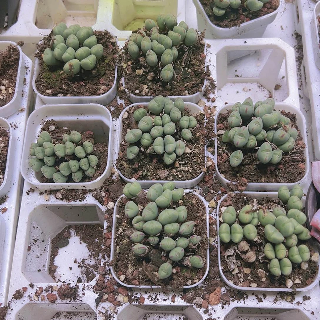 口笛15头起多肉19包邮