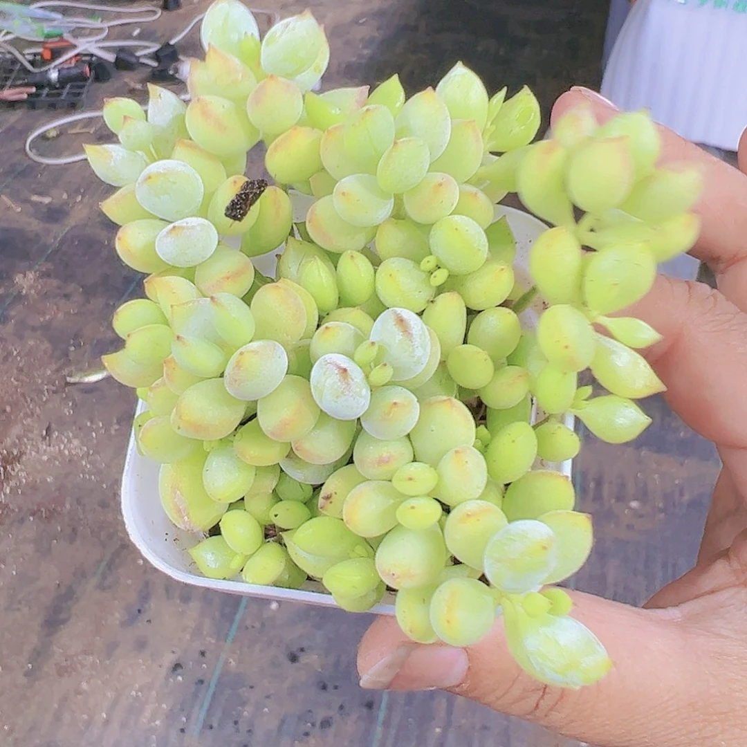 达摩多肉植物19包邮