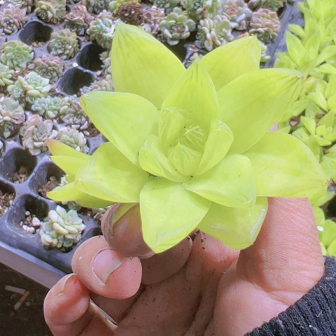 黄金雨露2个多肉植物