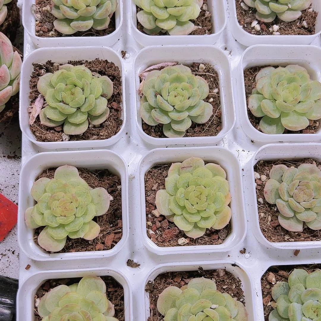 白恋带盆带土黑盆