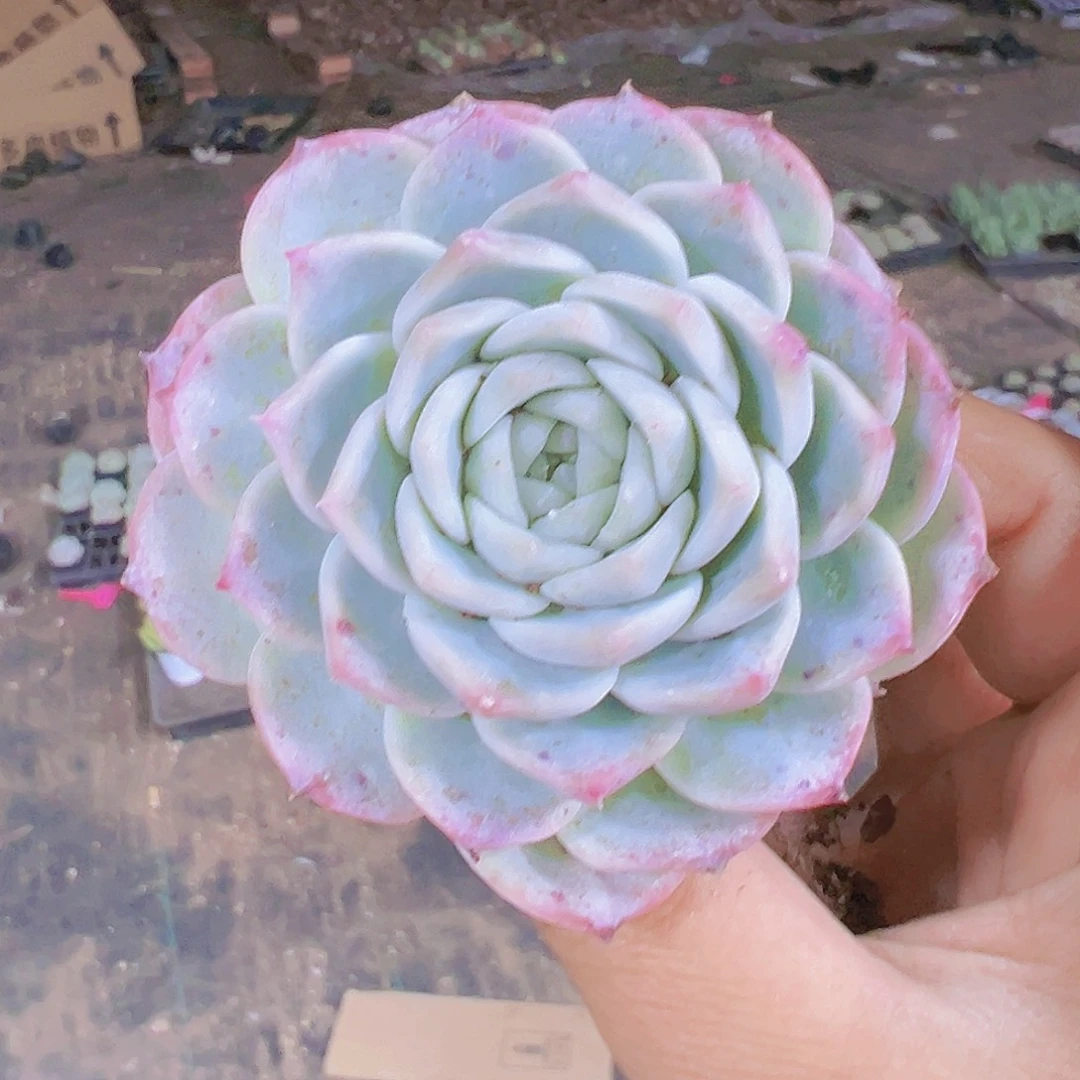 大鹅带盆带土多肉