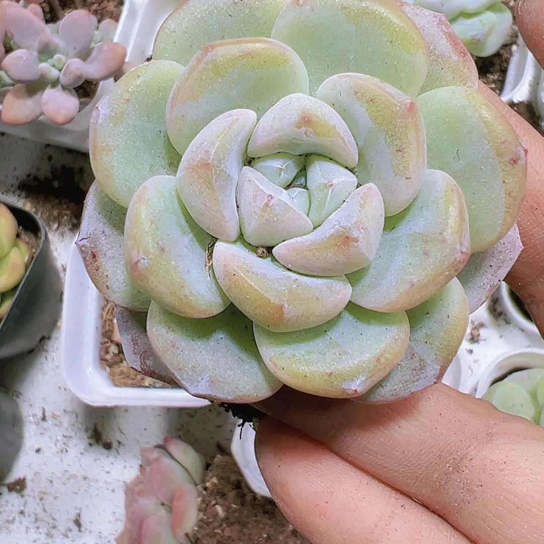 单头白底冰玉多肉