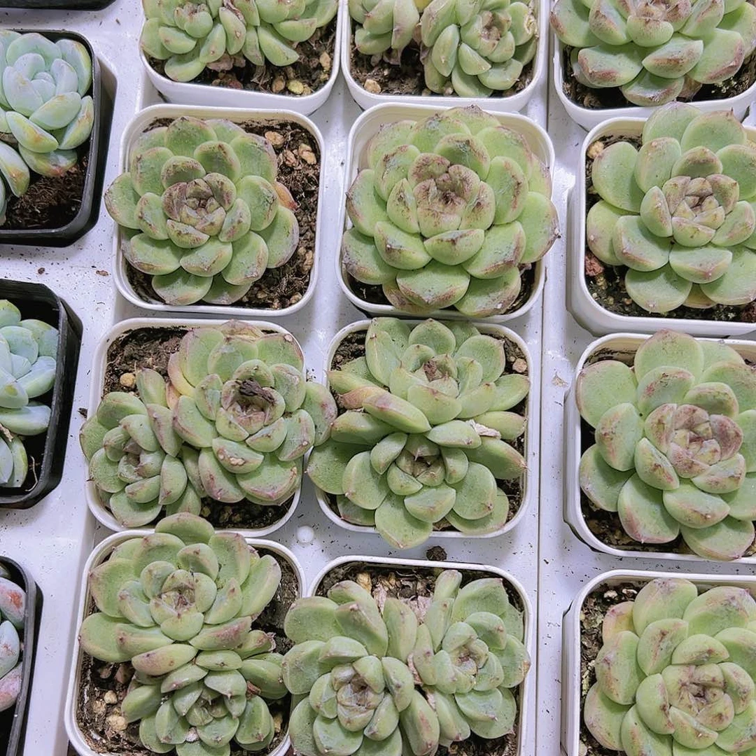 双头酒吞童子带盆带土