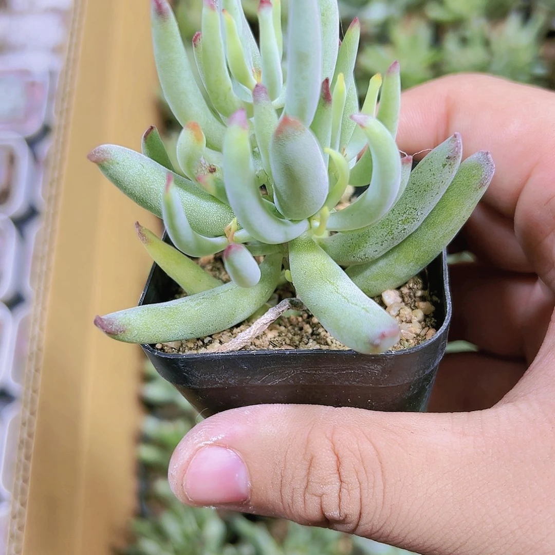 棒叶福娘多肉植物19包邮