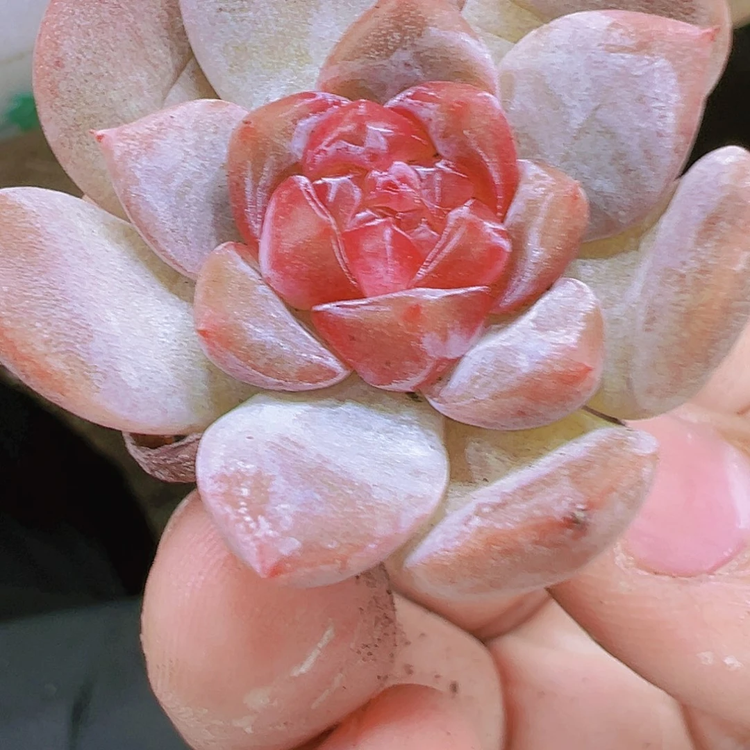 红钻珍妮五颗福利