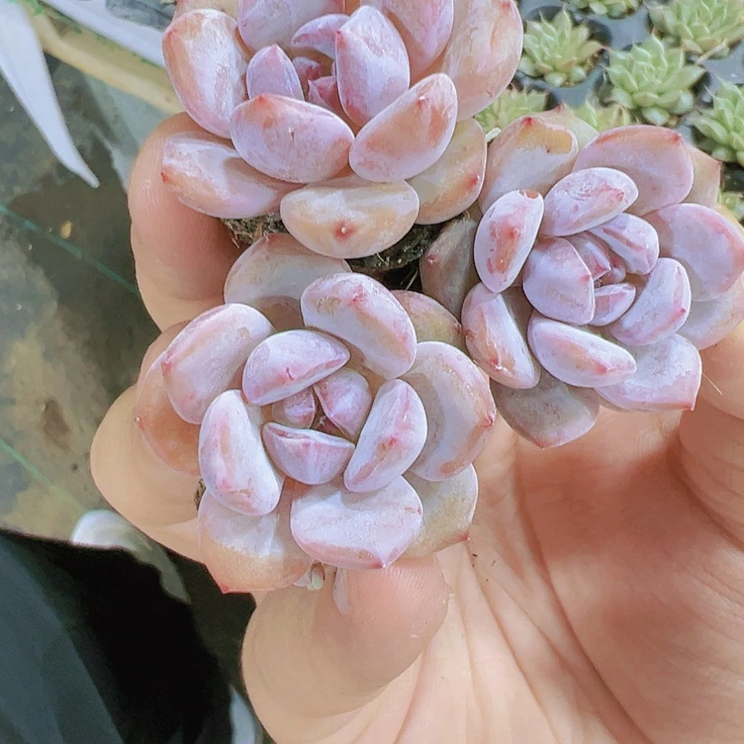 穴盘韩橙七棵福利