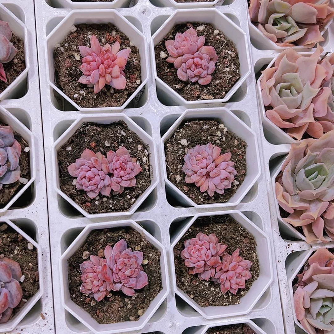 双头星星橙多肉19包邮