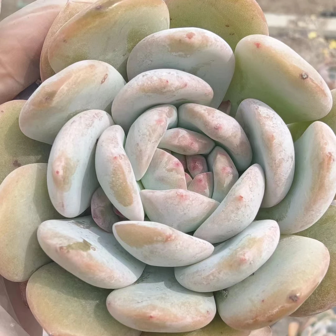 橙梦露多肉植物大单头裸根发货嘟嘟爱肉肉