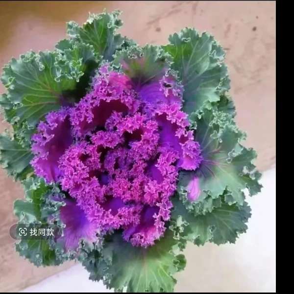 一物一怕 冬日玫瑰】耐寒羽衣甘蓝盆栽花卉紫色叶牡丹庭院冬季耐热