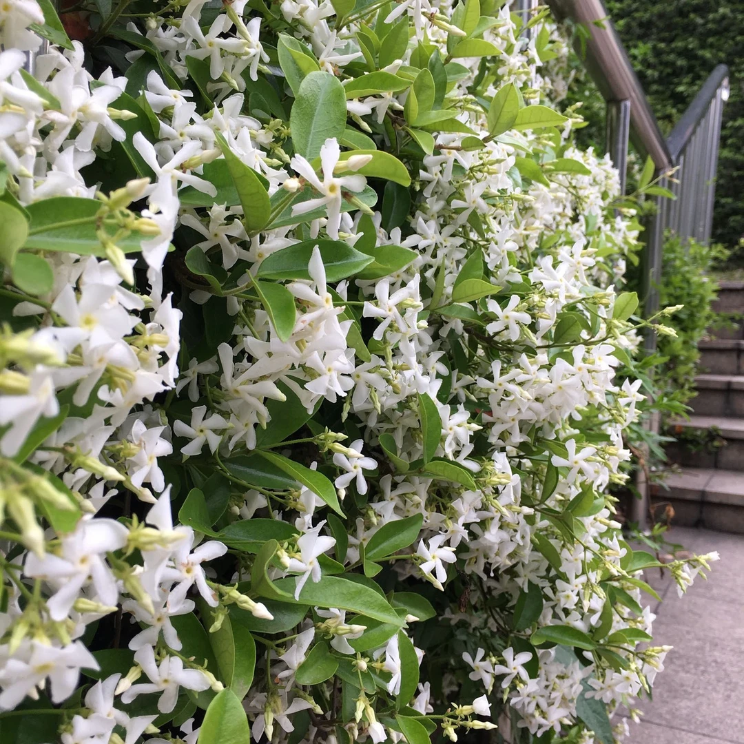 风车茉莉多年生植物小苗庭院夏天