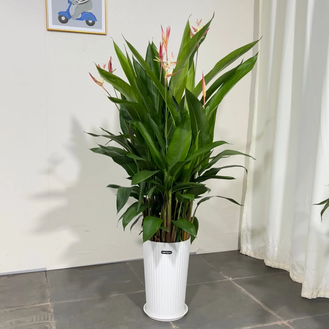 富贵鸟盆栽绿植鹤望兰鸟焦带花苞室内客厅净化空气观叶绿植美观