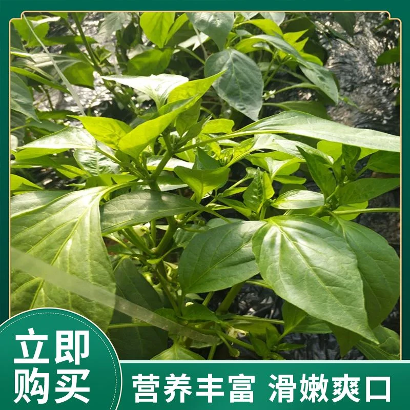 【鲜辣椒叶】东北特色精选优质现摘现发 鲜味十足下饭菜 辣椒叶包邮