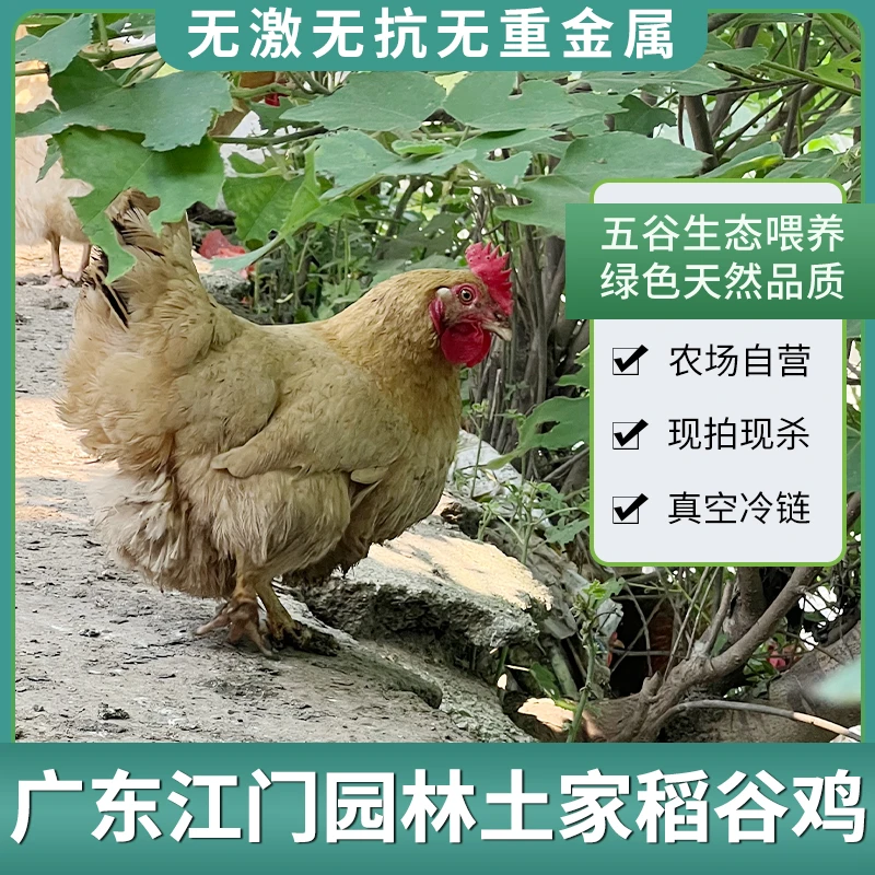 农家散养土鸡稻谷鸡180天走地鸡新鲜