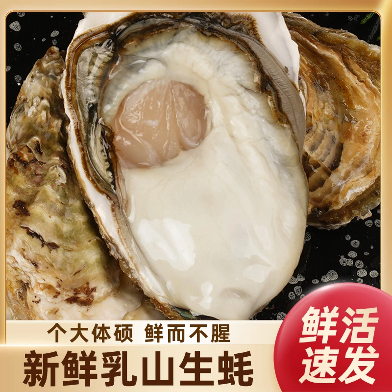 乳山生蚝原产地发货 顺丰包邮 5斤装海蛎子鲜活
