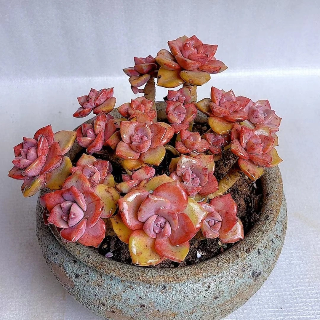 71多肉植物（彩虹糖整装）直播展示养护裸根