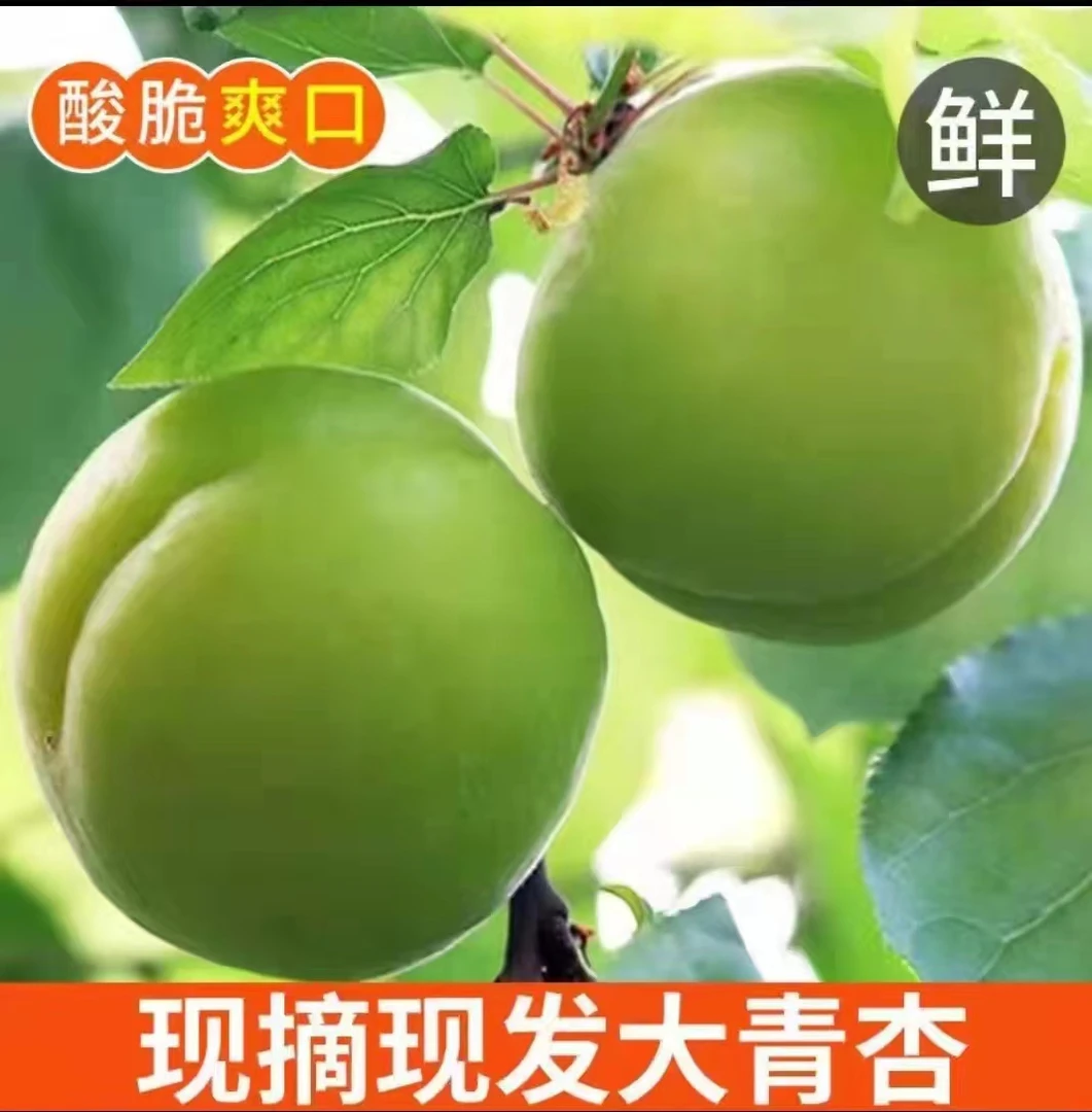大青杏一斤装，酸脆口感，怕酸勿拍