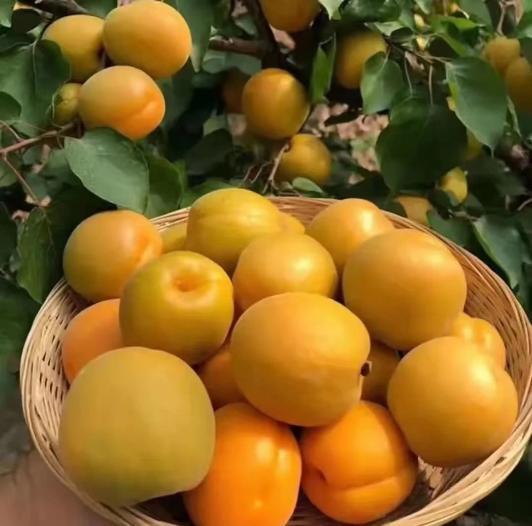 山西露天头茬大黄杏，酸甜口感