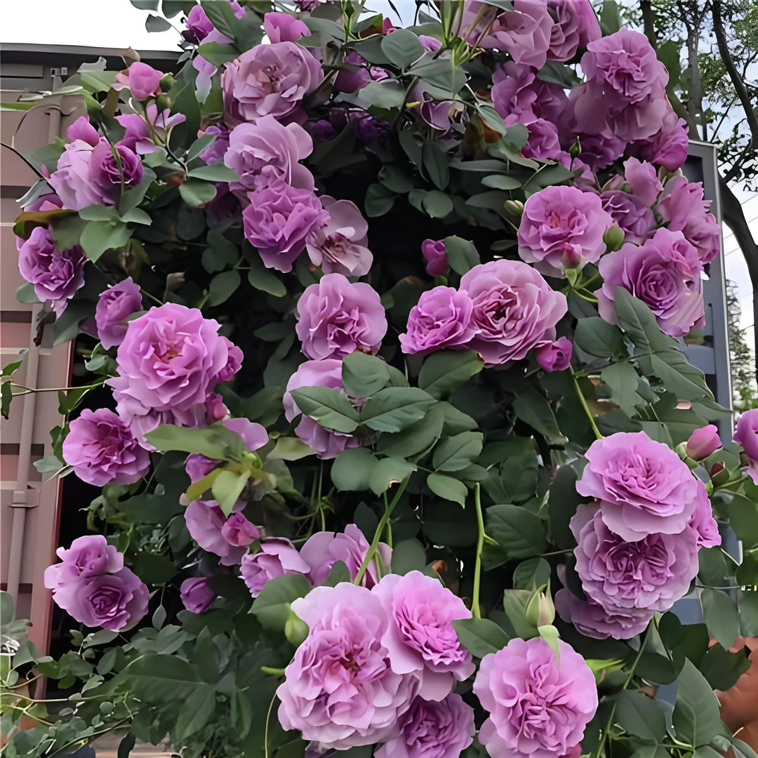 【薰衣草花环】庭院藤本植物月季花苗爬藤月季大花紫色花园盆栽花卉