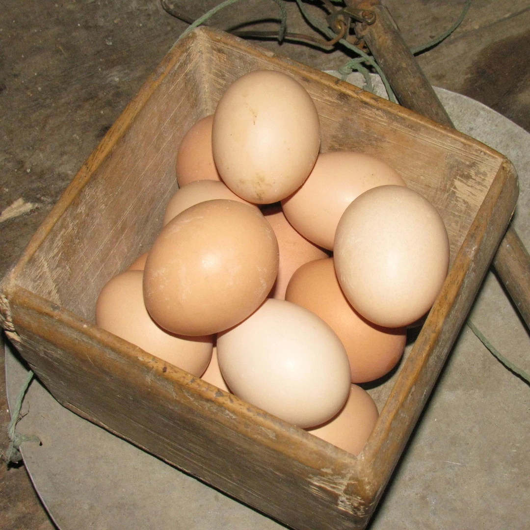 正宗农家散养土鸡蛋直播下乡现收
