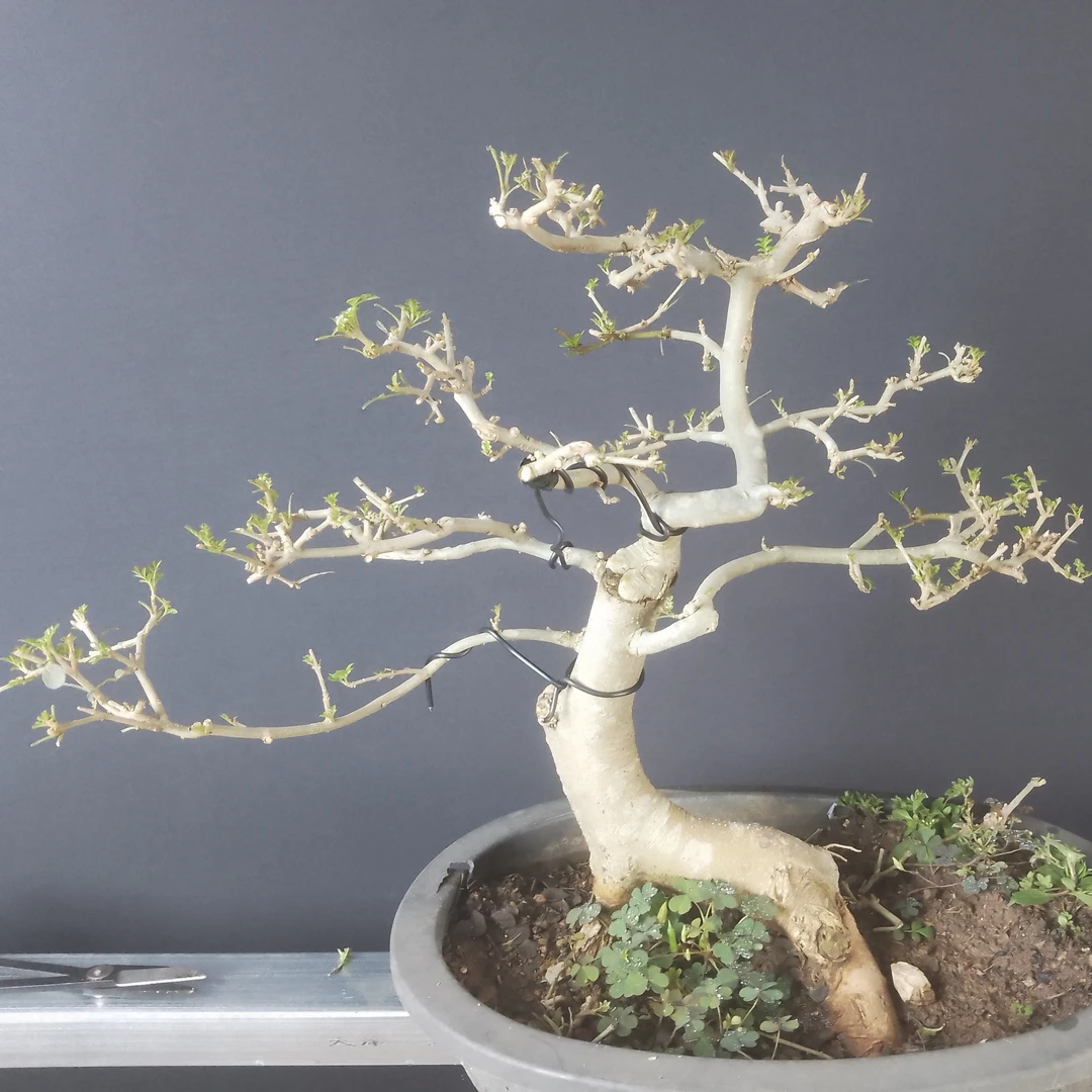 对节白蜡小型盆栽大型盆栽庭院厂区植物阳台盆景矮霸悬崖提根异型