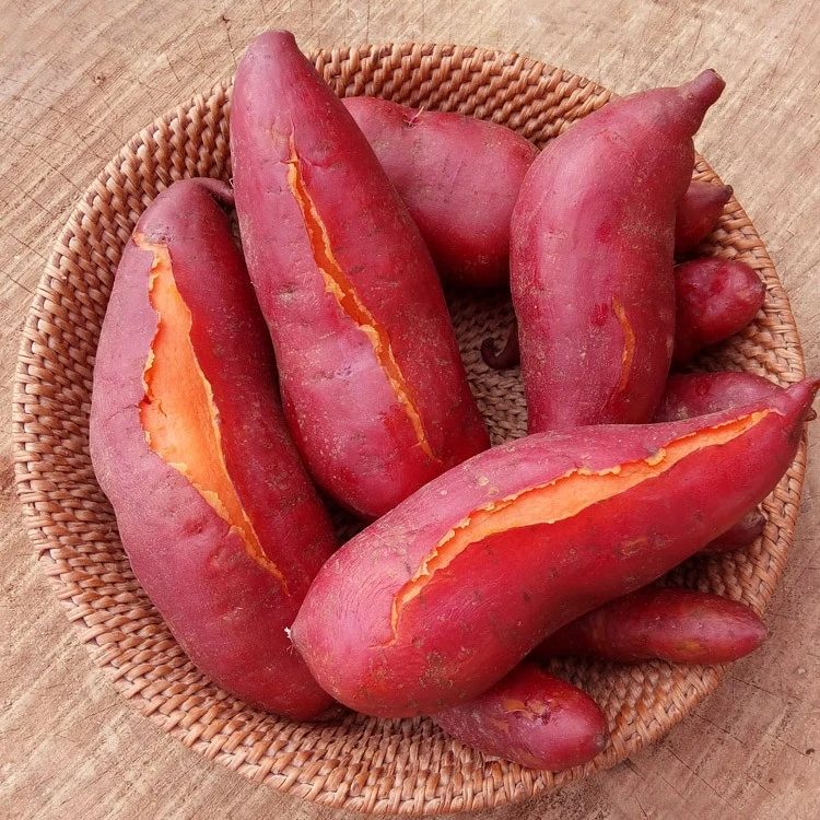 大别山沙地蜜薯新鲜糖心红薯软糯香甜5斤包邮食用农产品