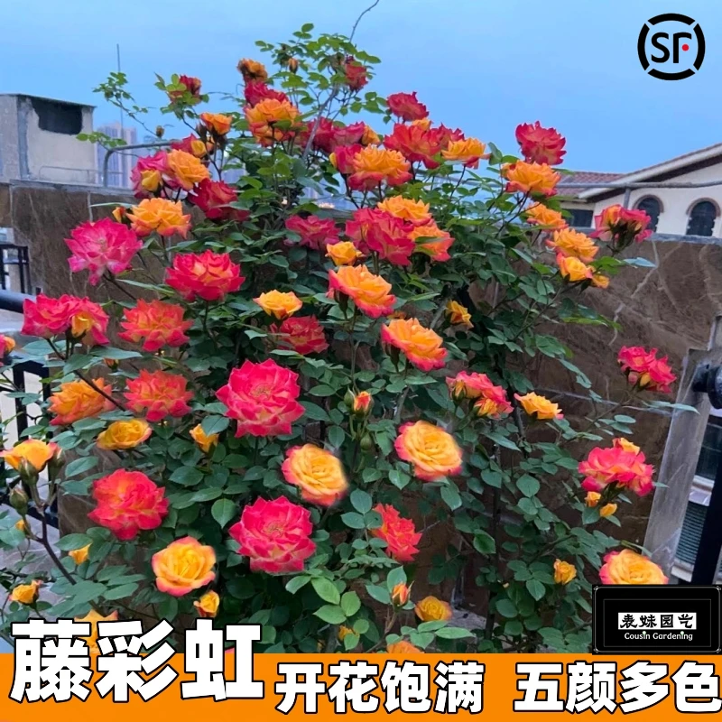 腾彩虹月季花爬藤蔷薇杆子盆栽绿植花卉多色彩虹月季大花浓香型