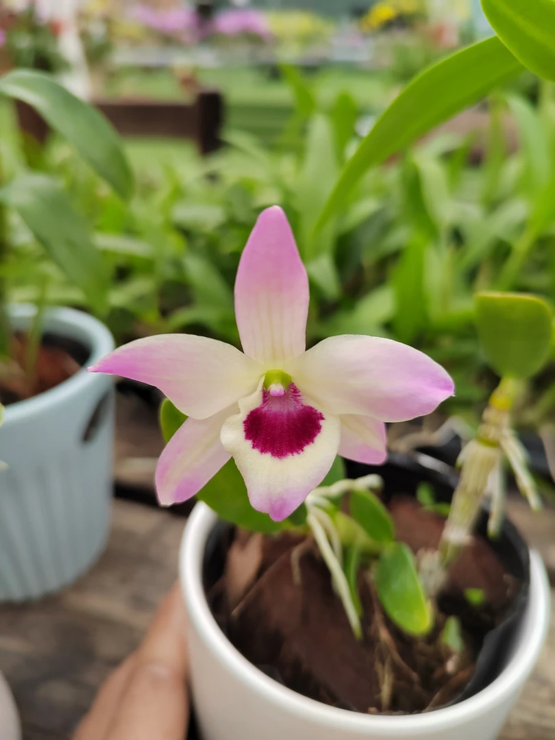 欣雅石斛（春石斛）