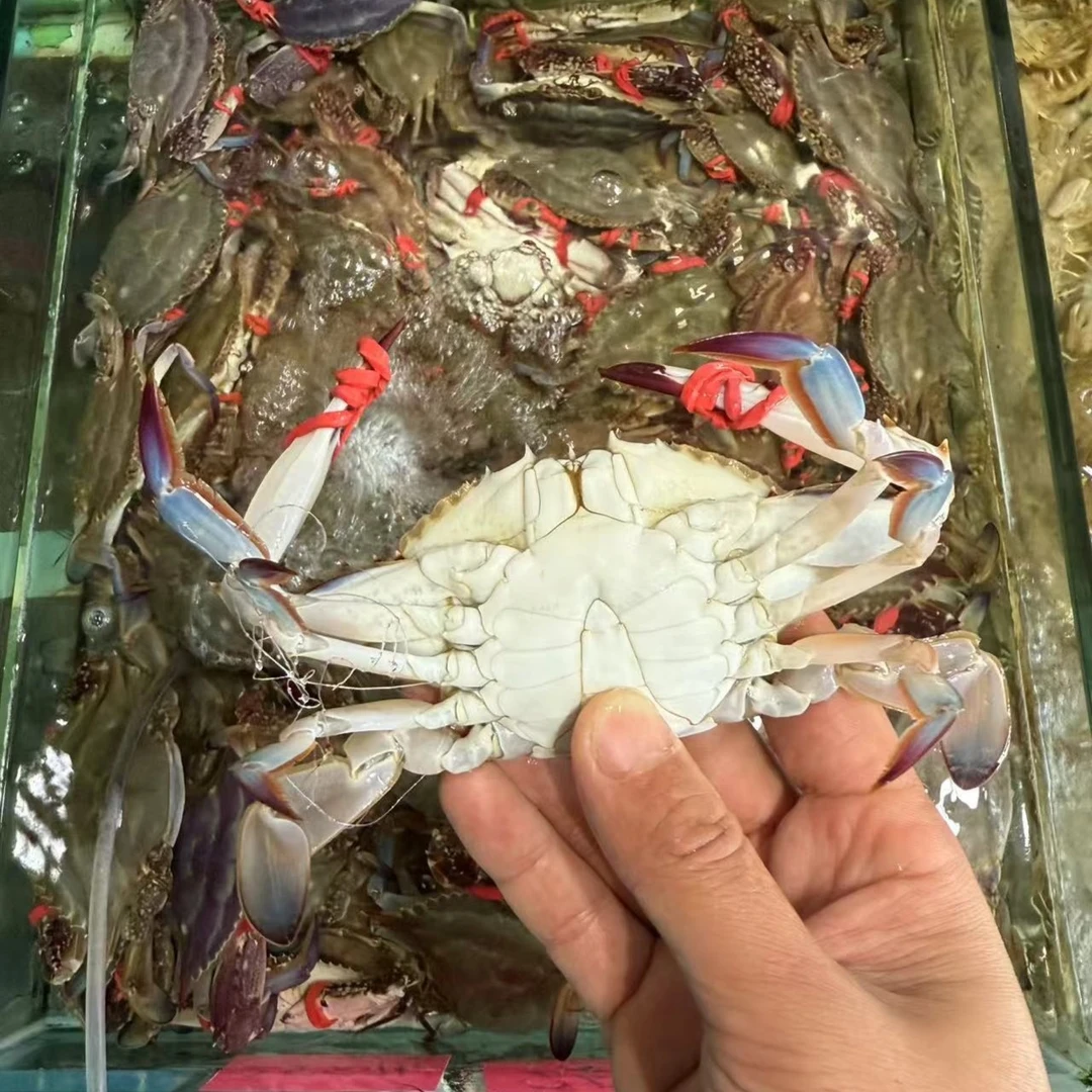 【保鲜不保活】4斤小梭子蟹（单只约2两左右）包鲜包肥不包活海捕梭子蟹腿少量不全