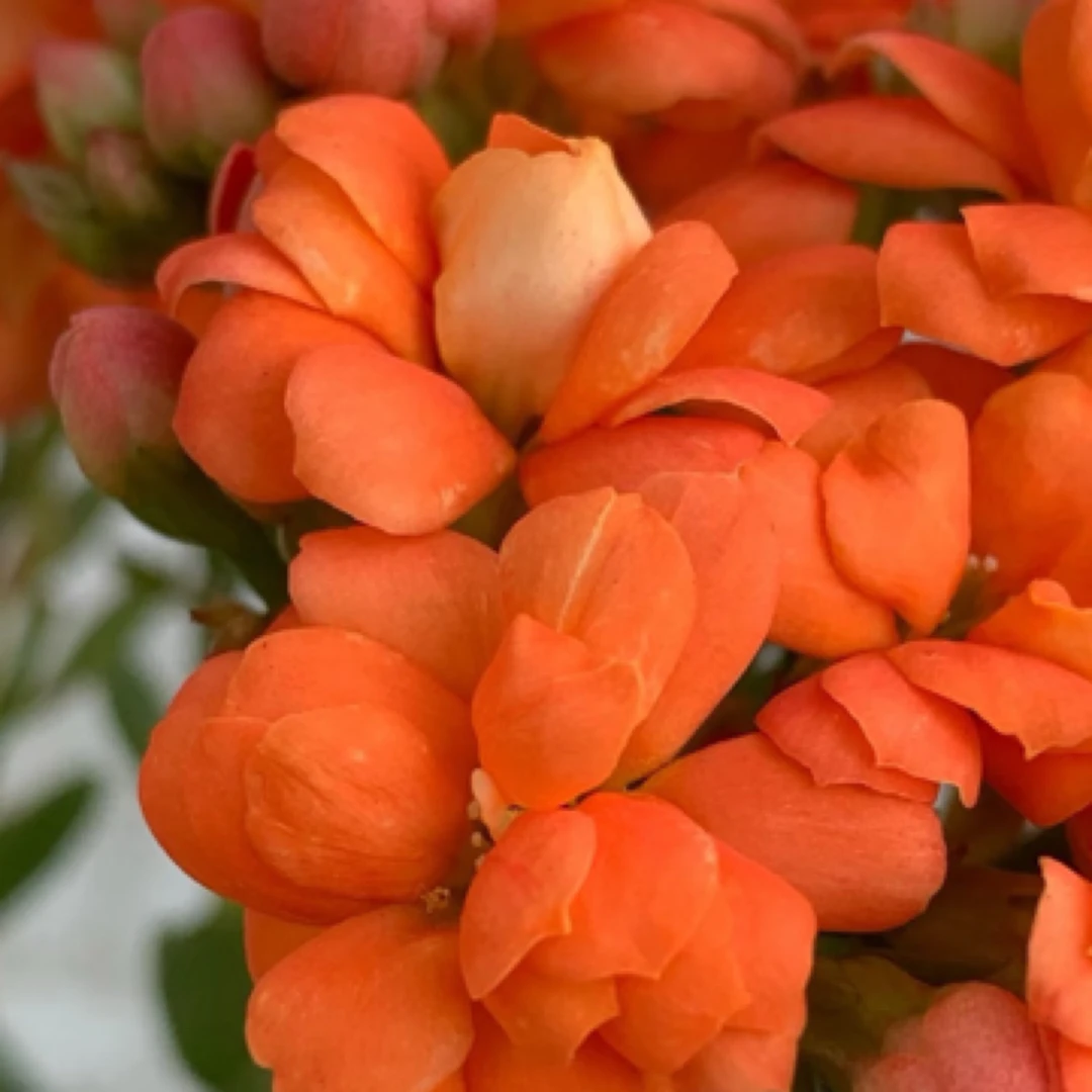 （火焰130盆）重瓣花型 室内懒人花卉 基地直发