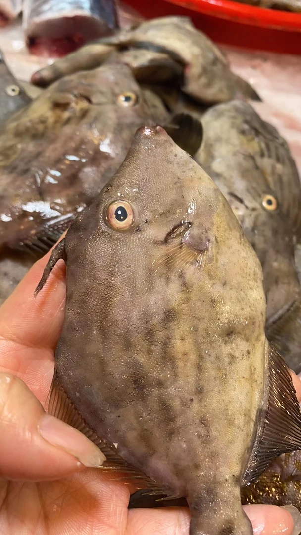 浅海圆迪仔 本港四斤 去皮净重3斤