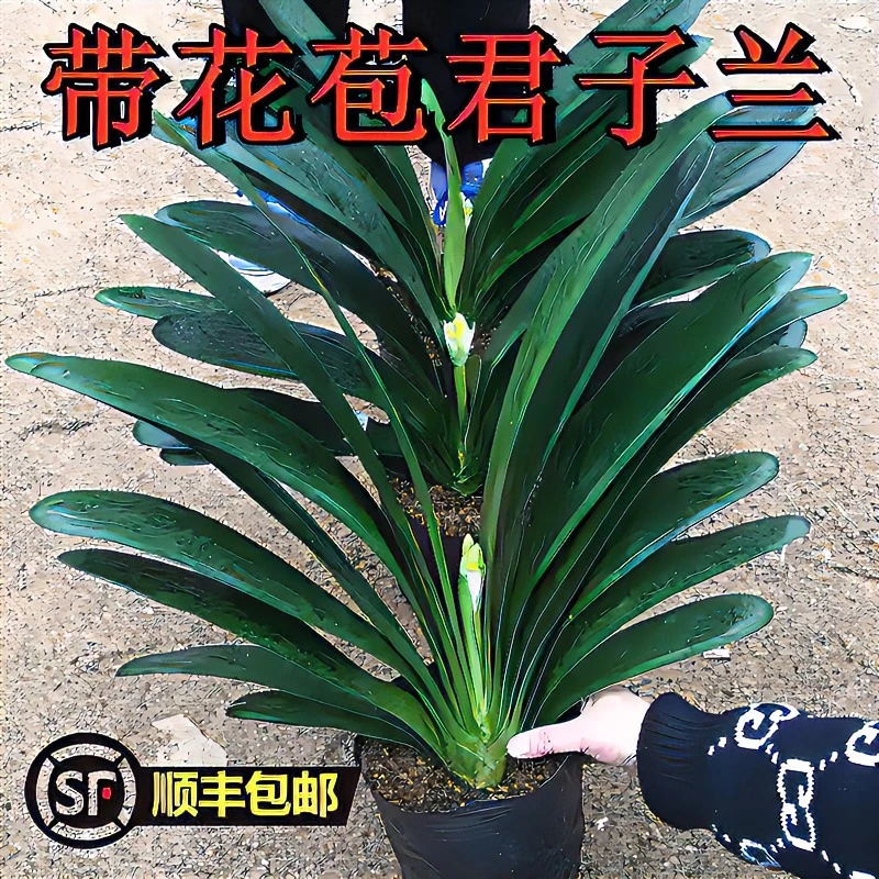 【精品14片以上带花苞】君子兰盆栽精品花卉绿植办公室内好养送肥料